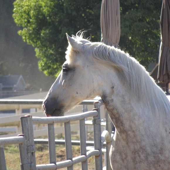 Meet your Posher, Nila - Picture 3 of 8